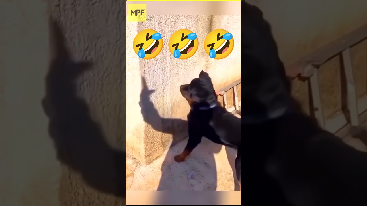 Dogs Are Too Funny 🤣 