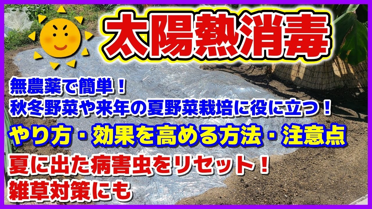 【太陽熱消毒完全ガイド】梅雨明け～９月上旬がチャンス！猛暑や残暑を利用／やり方・効果を高める方法・注意点／連作障害対策／病害虫をリセット／センチュウ・青枯れ病・白絹病・べと病など／雑草対策／家庭菜園