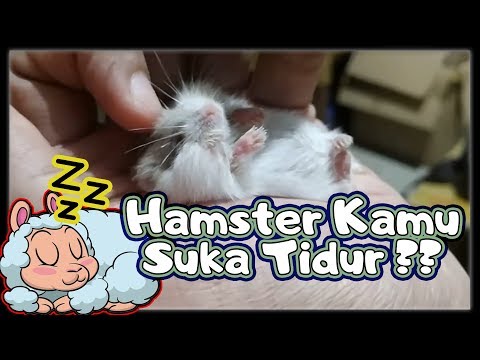 Video: Mengapa Hamster Bermimpi