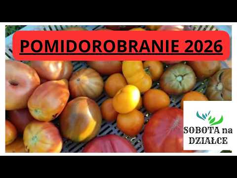 TOMATO HARVEST 2026🍅😍🤩😋🍅