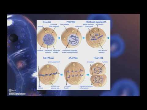 La Divisione Cellulare - 1: Scissione binaria e mitosi