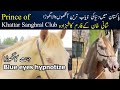 Blue eyes Most beautiful Spanish horse | Rarest horse  Color of the world | prince of Khatar Sangral