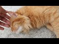 Beautiful stray cat purring seeking attention