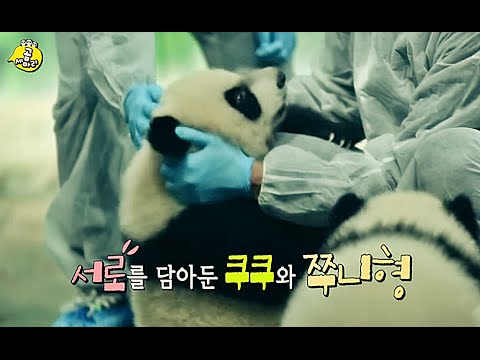 [HOT] 애니멀즈 - '치명적 귀여움' 세쌍둥이 팬더와 감격의 첫 만남!! 20150125