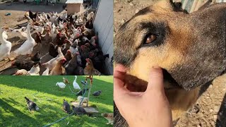 Не знаю куда прятать ванду / плянёрка на хуторе / страдания рекса ломает всё подряд!