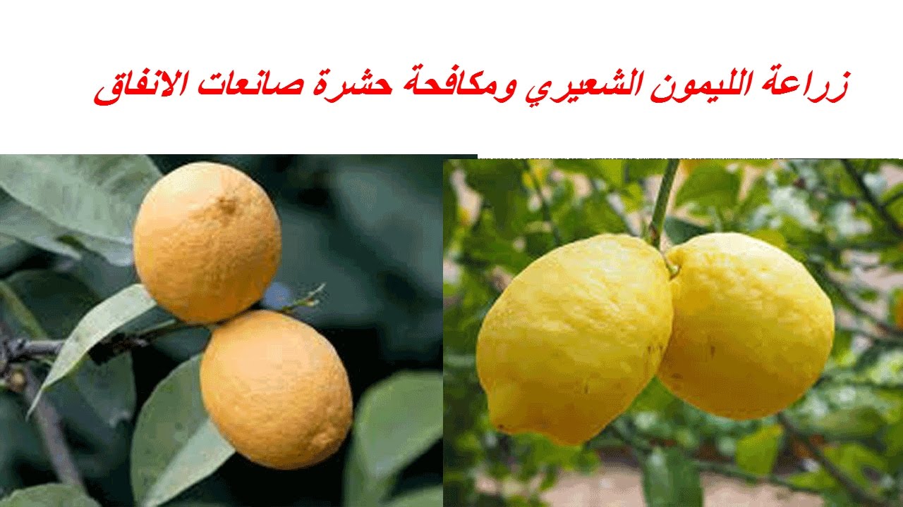 زراعة الليمون الشعيري ومكافحة حشرة صانعات الانفاق Youtube