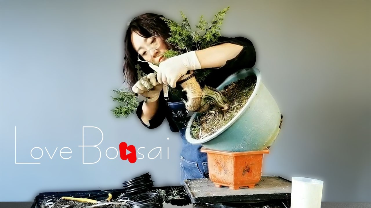 From large tree stumps to bonsai art  #bonsai #lovebonsai