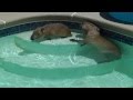 Capybaras Romeo and Tuff'n Play in Pool カピバラロメオはプールで遊ん