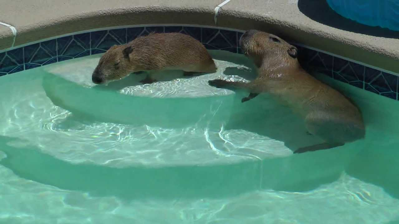 Capybaras: Friendly Giants of the Rodent Community - AZPetVet