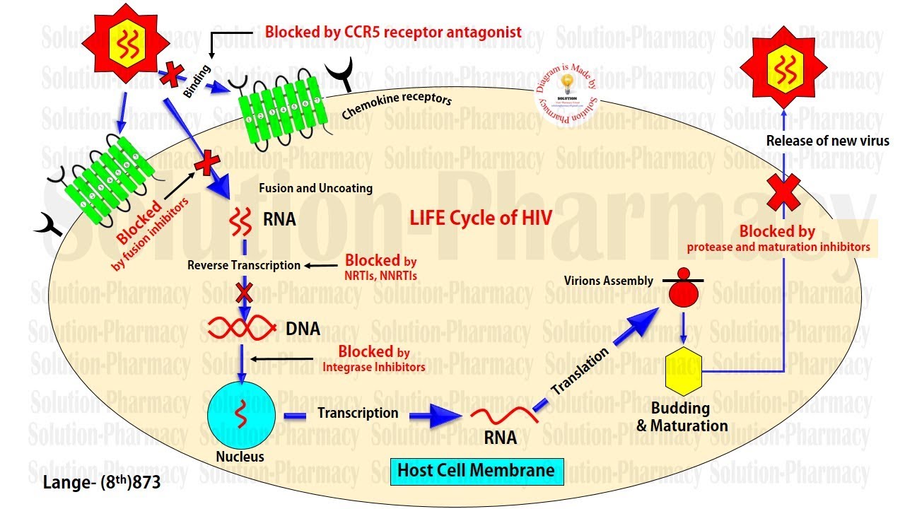 Life Cycle of HIV Virus | AIDS वायरस का जीवन चक्र कैसे होता है और ...
