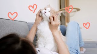 For a Big Cat, DD's Such a Baby! (ENG SUB)