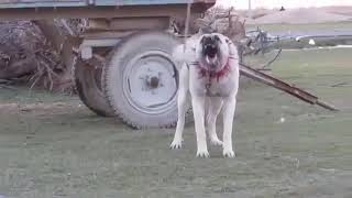 Bu Kangal Çok Sinirli