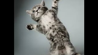 Funny Cat Dancing To Dubstep | Cats Compilation Of Fighting Dancing Kittens