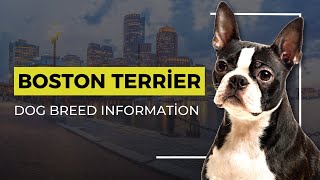 Boston Terrier Breed Information and Characteristics