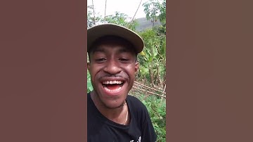 VIDEO LUCU | CABUT SINGKONG | VIRAL😂 | #shorts | #short