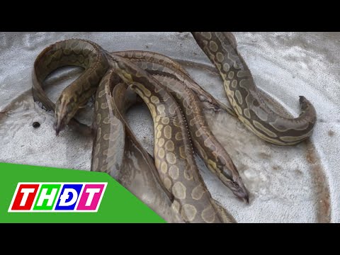 Video Thức ăn và mật độ nuôi cá chạch lấu | Kiến thức nông... - youtube