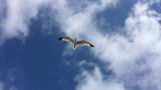 Pair of seagulls in Dubrovnik