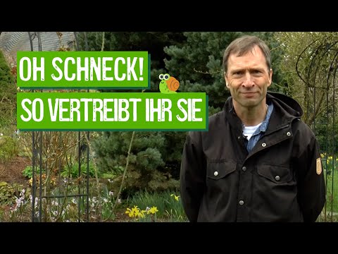 Video: Learn how to Keep Schnecken von Kohl & Kohl vor Schnecken schützen