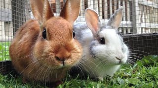 Petco Ends Rabbit Sales: A New Era of Adoption