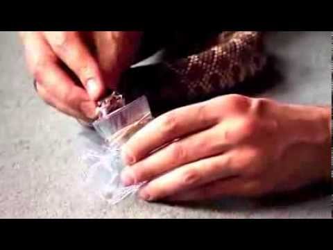 video phone beyonce mp3 Man Who Injects Venom - Steve Ludwin