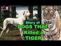 Dogs That Killed a TIGER!! : Rajapalayam Dog : TUC