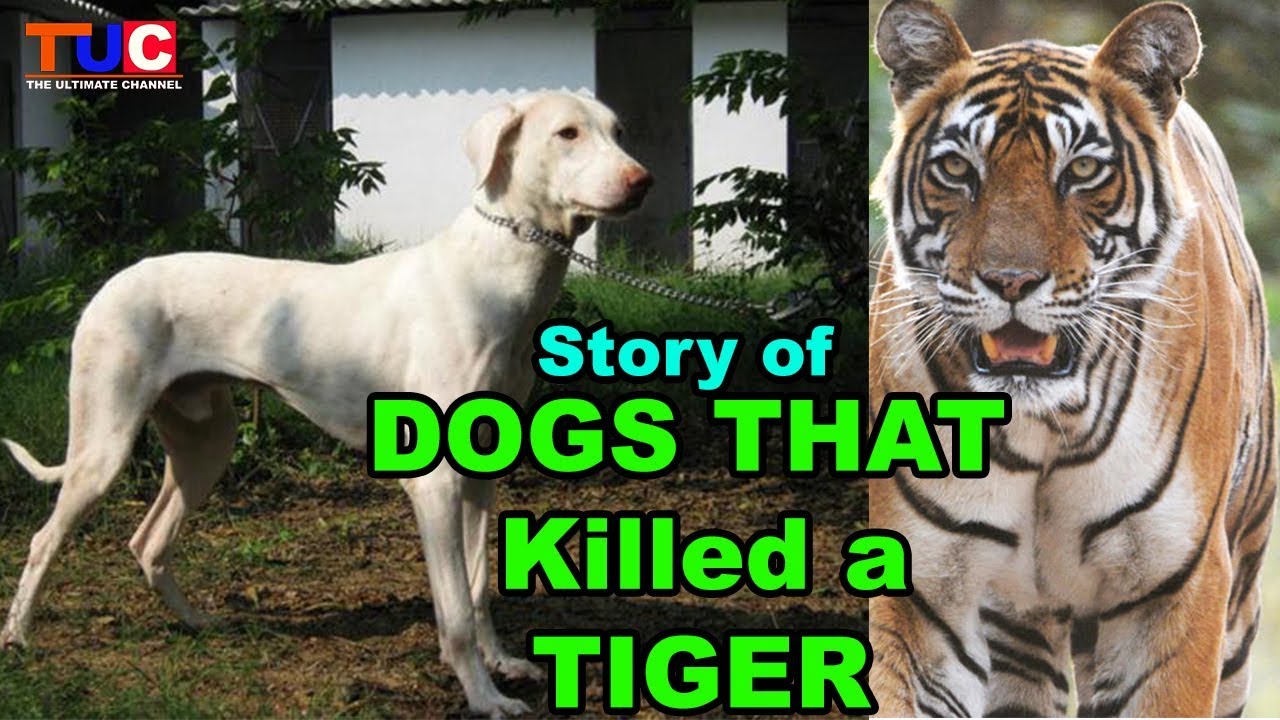 tiger hunting dog