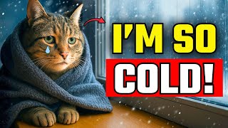 90% Of Owners Make These Winter Mistakes, And Cats Suffer Silently...