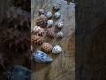 beautiful. #nature #wildlife #facts #seashell #collection #wildlife