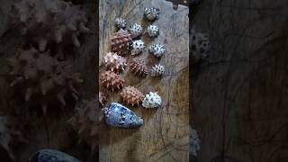 beautiful. #nature #wildlife #facts #seashell #collection #wildlife