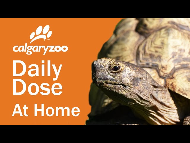VIRAL: Watch Tiny Turtles Eating Tiny Pancakes! [VIDEO]