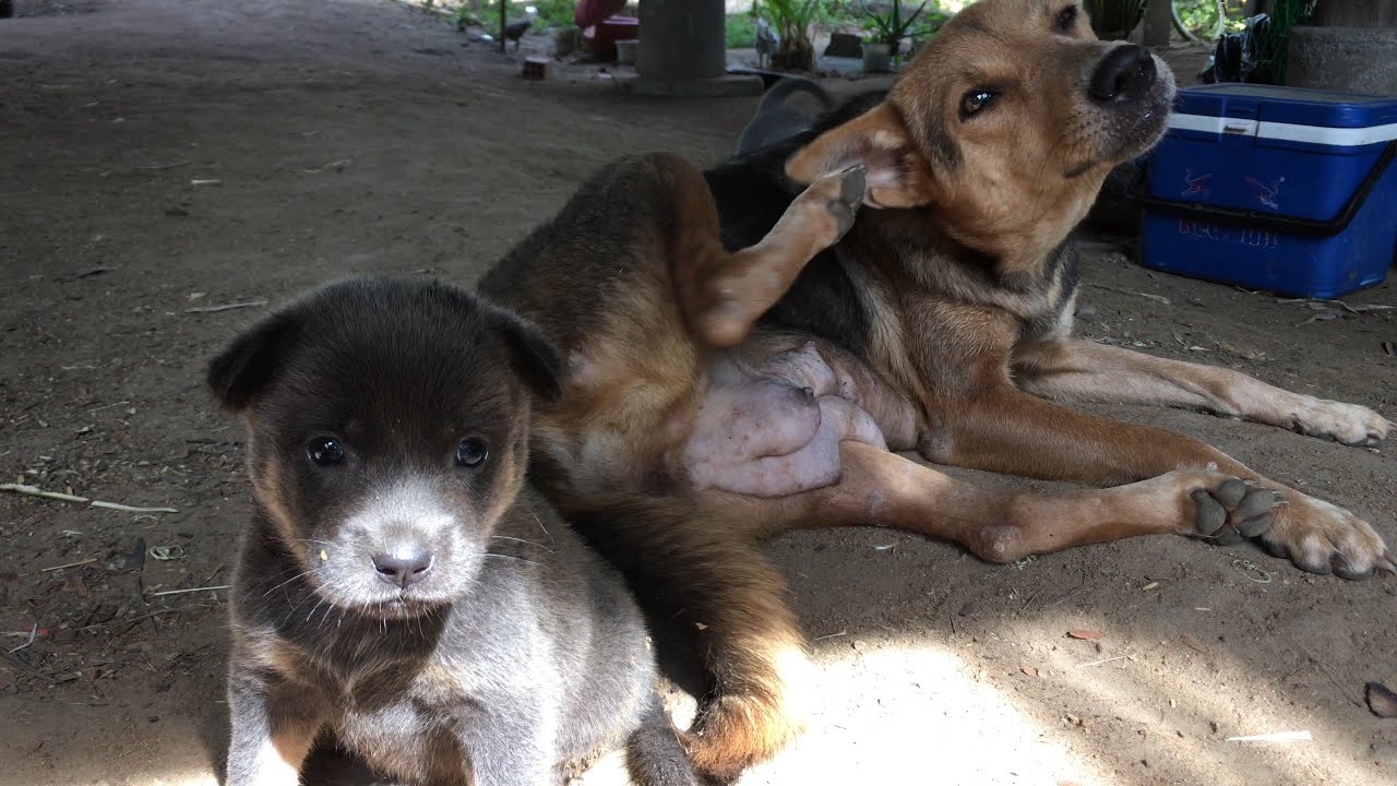 third time a charm, my dog gave birth to 4 puppies again