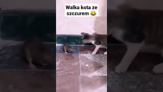 walka kota ze szczurem #shorts kot walczy z myszą 😂 #funny