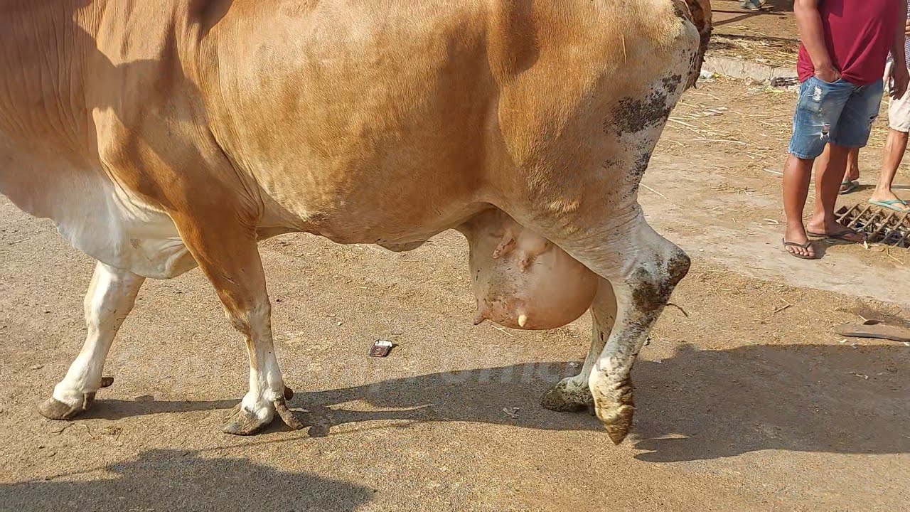 GAK MASUK AKAL❗️AMBING SAPI BISA SEGEDE INI BERJALAN SEPERTI MAIN BOLA