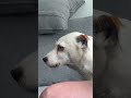 Insulting My Dog Insulting My Dog