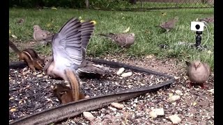 Unbelievable Showdown Crazy Fight Between Chipmunk and Dove Insane