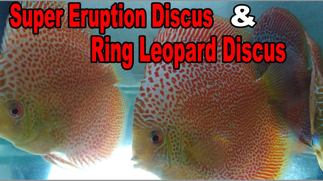 Ring Leopard Discus | Discus fish, Tropical freshwater fish, Tropical fish  aquarium