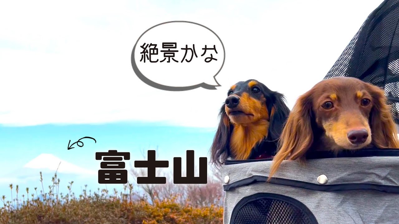 【犬連れ旅行静岡伊豆観光】沼津港の海鮮と伊豆の国パノラマパークの絶景を楽しむ🐶🐶🏔1泊2日わんこ旅1/3 2022.2