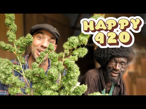 Happy 420! Ganja Trimming Spliff Chat