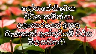 ලෝකයේ තියෙන ලස්සනම බැංකොක් ඇන්තූරියම් වර්ග මිල සමගම. world most famous Bangkok anthurium with price.