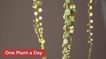 Peperomia prostrata (String of Turtles) Houseplant Care — 283 of 365