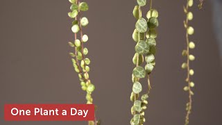 Celebrity Peperomia prostrata (String of Turtles) Houseplant Care — 283 of 365 Profile