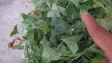 Cây dưa chuột dại mọc hoang trị bệnh tiểu buốt, viêm tiết niệu