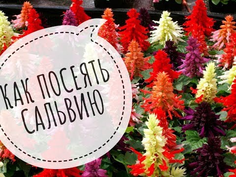 Видео: Мэргэн ба салвия - ихрүүд ба ах дүүс, сальвийн төрөл зүйлүүд