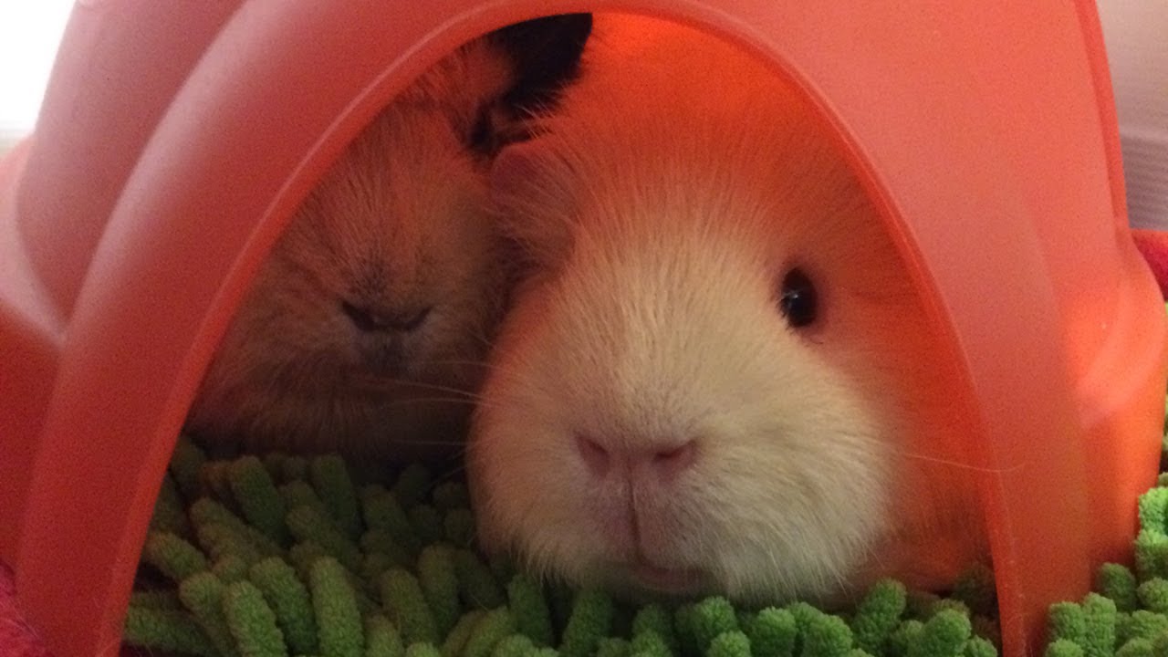 How to find a good & experienced vet for your guinea pig YouTube