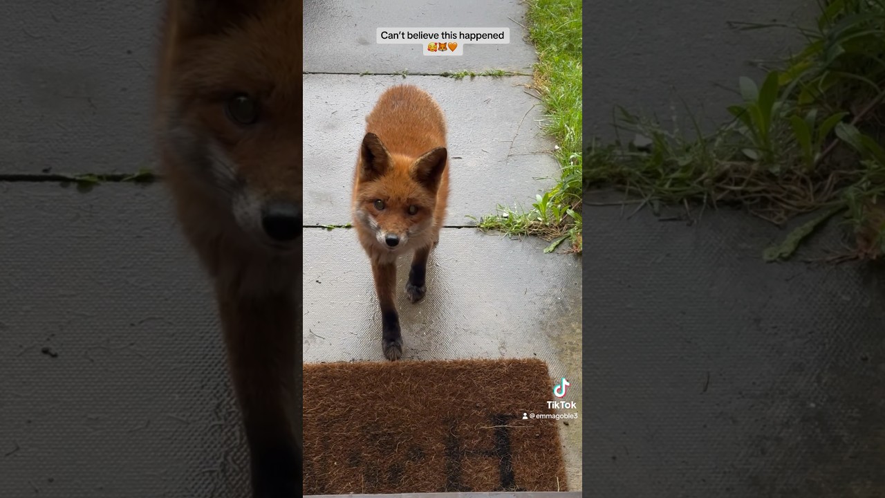 Day made 🥰🦊🧡 #fox #foxes #animalshorts #wildlife #animallover