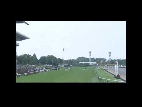 日本ダービー本馬場入場