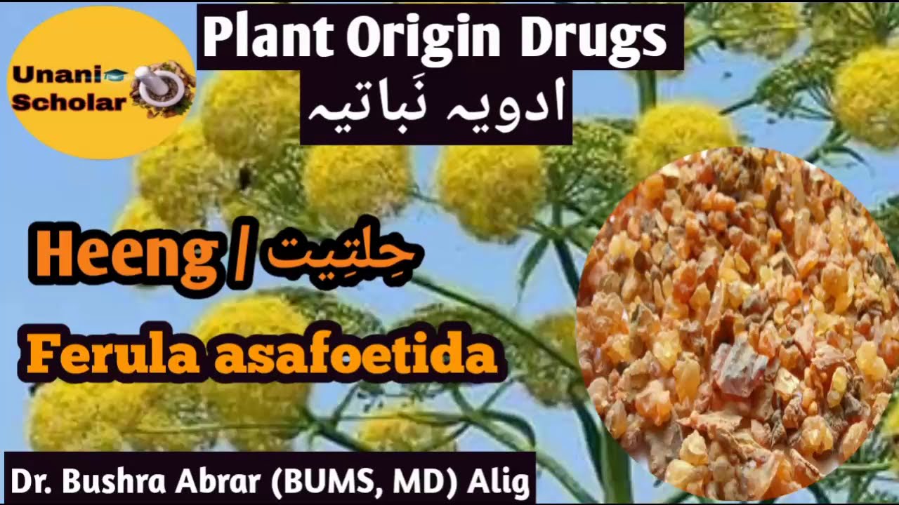Hilteet / Heeng, حلتیت, Ferula asafoetida, Advia Mufradah lecture with