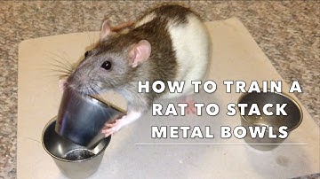 How To Train A Rat To Stack Metal Bowls