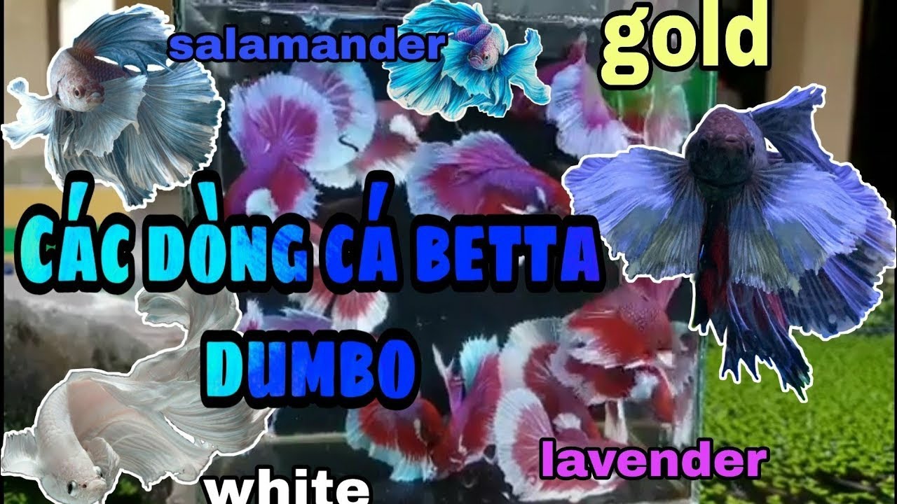 GIỚI THIỆU NHỮNG DÒNG CÁ BETTA DUMBO - Betta & Guppy thùng xốp