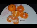 Citrus Owari satsuma mandarin ( Овари мандарин )